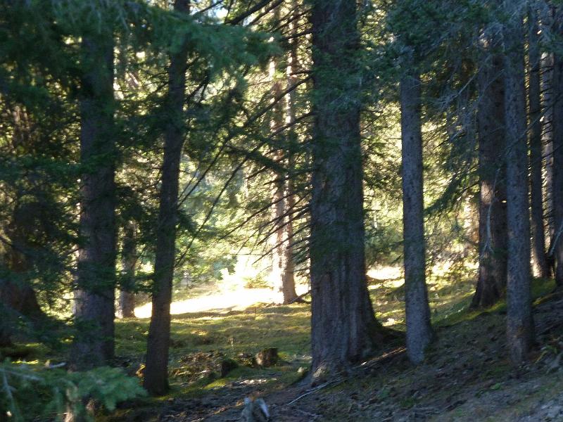 39Schlenze1.jpg - Via het bos in de Schlenze dalen we af naar Hägerau.