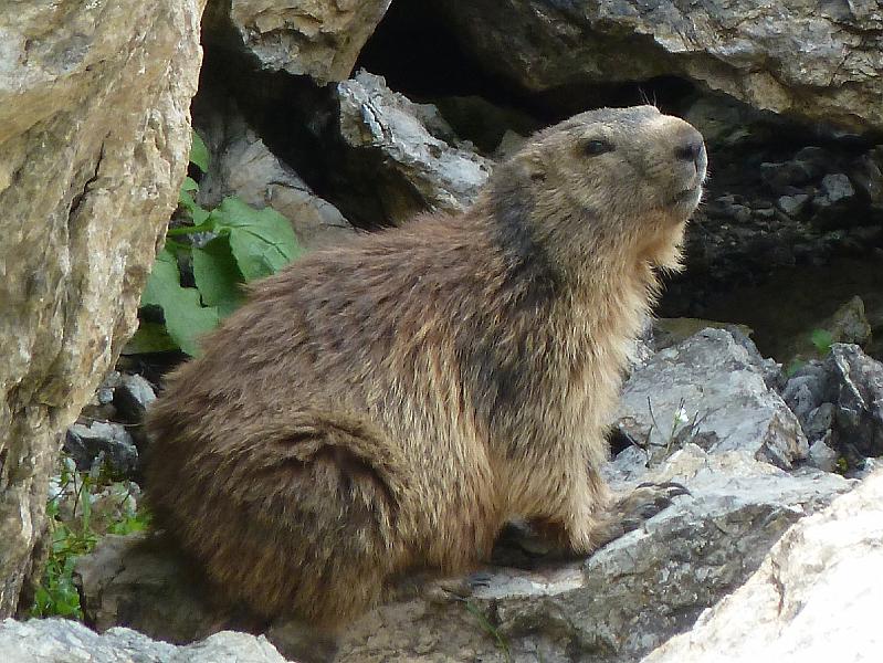 016leutkircherhutte7.jpg - marmotten.