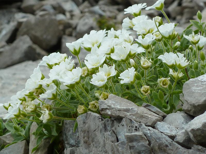 051stuttgarterhutte20.jpg - Ik fotografeer intussen bloemen.