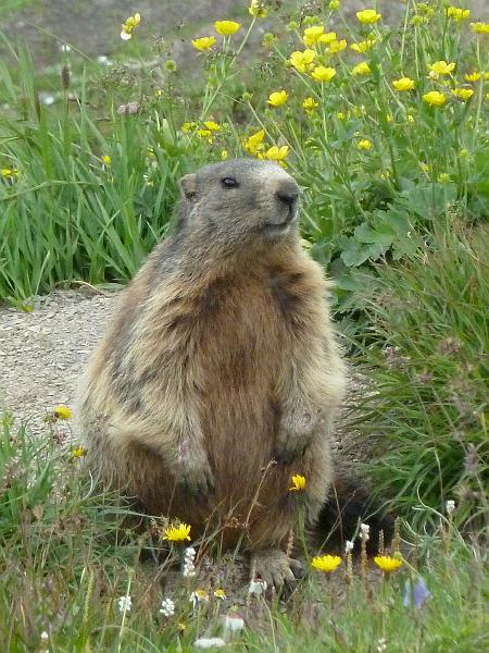 054stuttgarterhutte24.jpg - Een marmot komt nieuwsgierig kijken ...