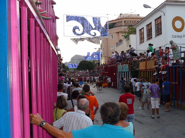 024feeststieren14.jpg - Calpe viert feest: Fiestas en honor a la Virgen de las Nieves, patrona de Calpe.