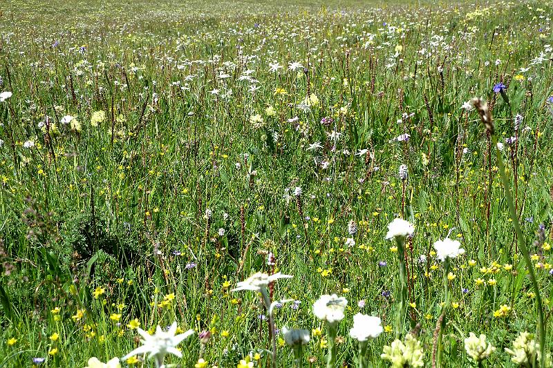 xiahe-grasslands11.jpg