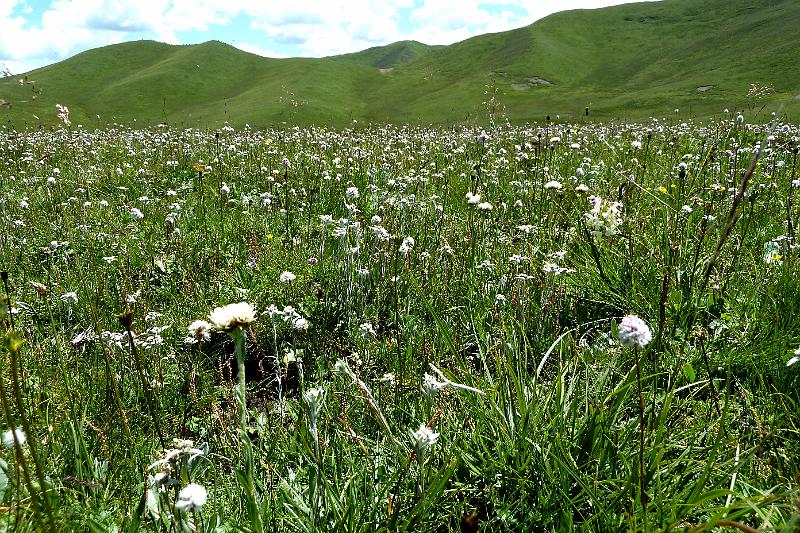 xiahe-grasslands16.jpg