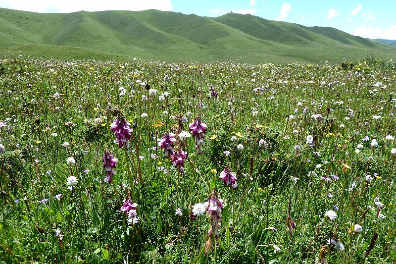 xiahe-grasslands21.jpg