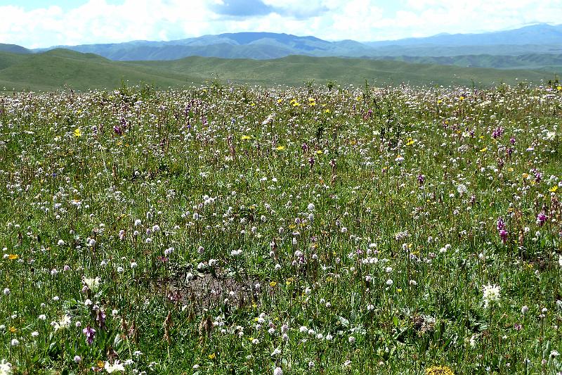 xiahe-grasslands22.jpg