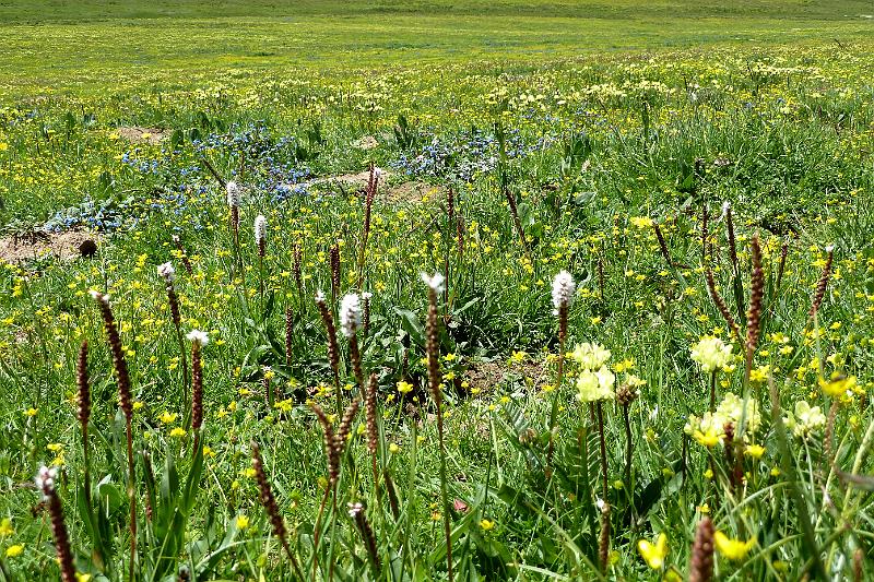 xiahe-grasslands26.jpg