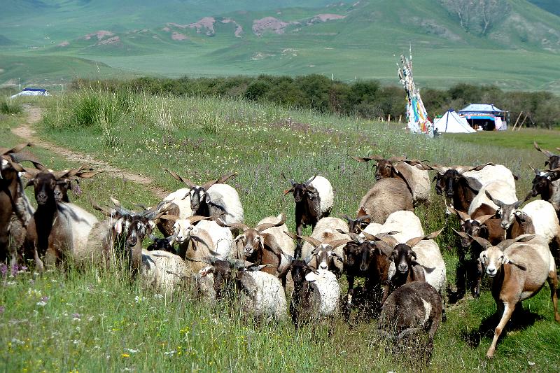 xiahe-grasslands3.jpg