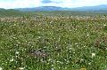 xiahe-grasslands22