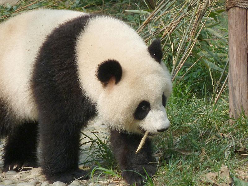 chengdu-panda10.jpg