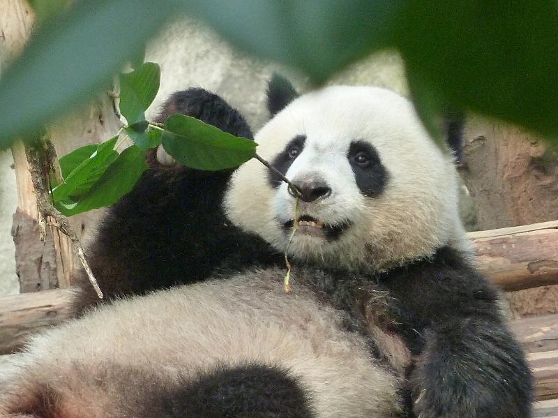 chengdu-panda11.jpg