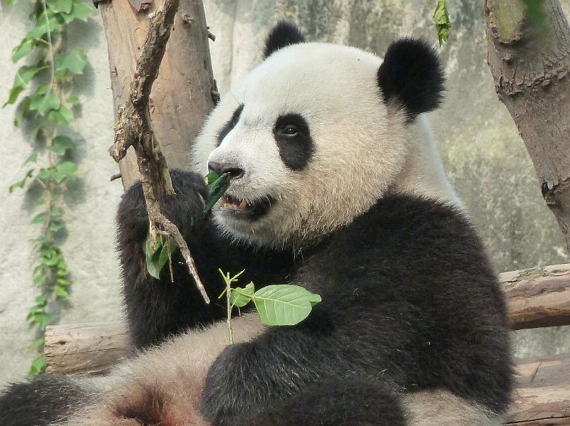 chengdu-panda12.jpg