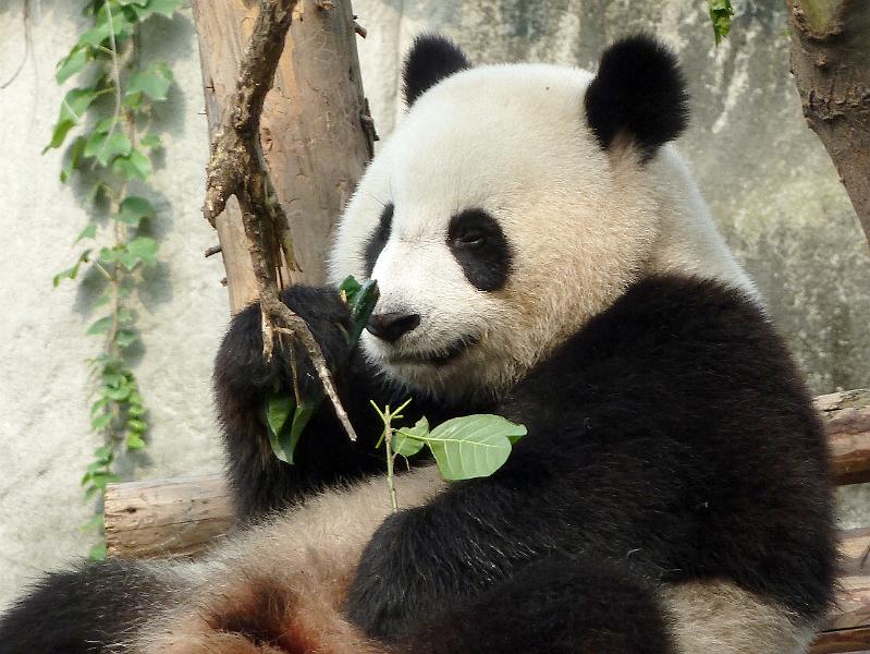 chengdu-panda13.jpg