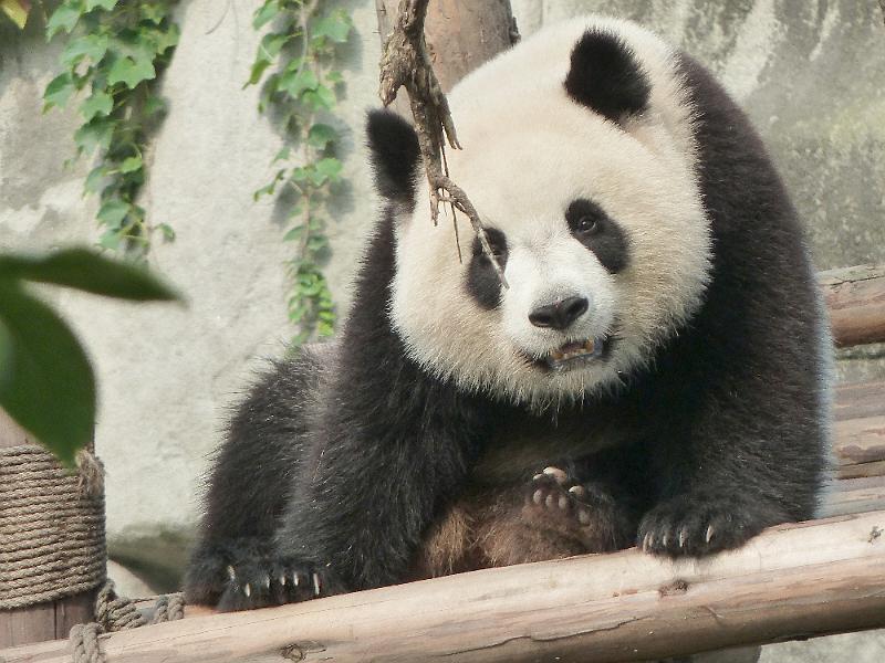 chengdu-panda14.jpg