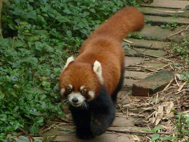 chengdu-panda15.jpg