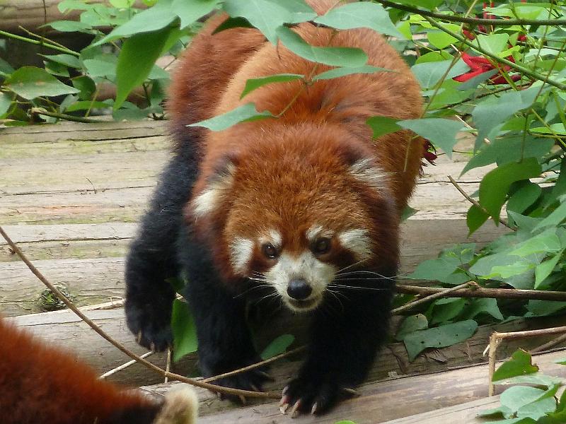 chengdu-panda17.jpg