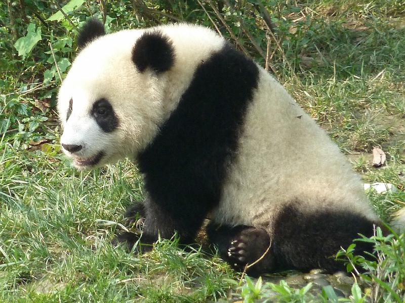 chengdu-panda2.jpg