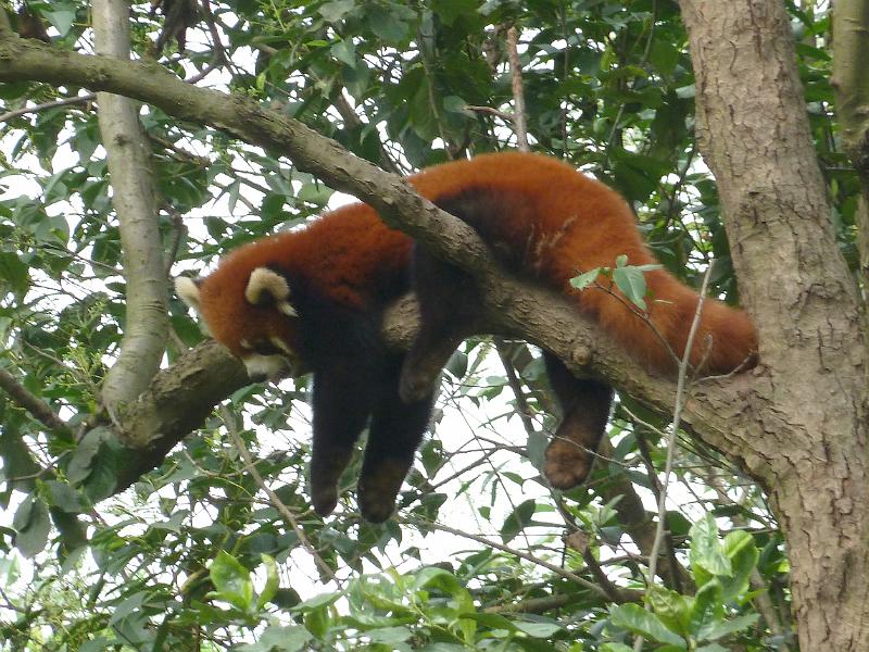 chengdu-panda20.jpg