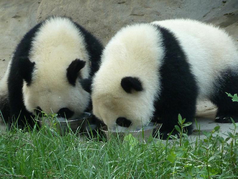 chengdu-panda3.jpg