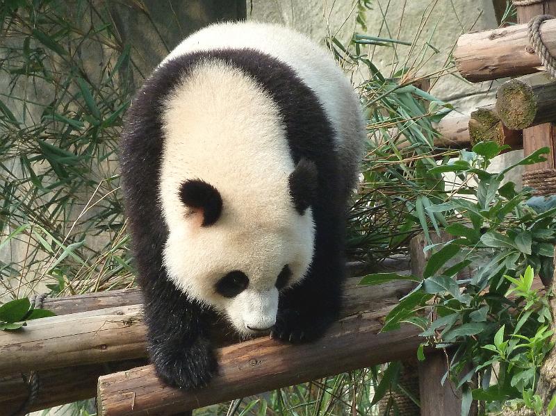 chengdu-panda4.jpg