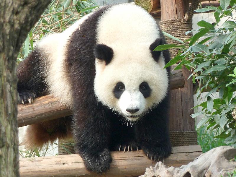 chengdu-panda5.jpg