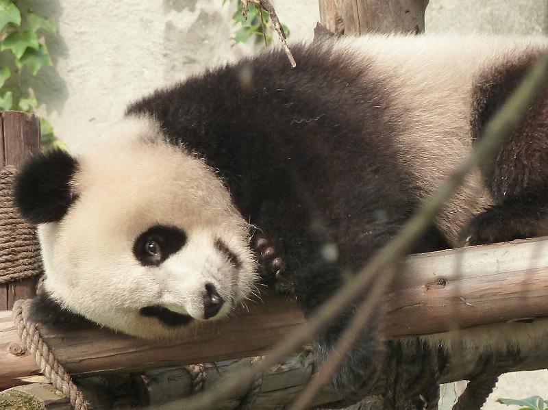 chengdu-panda7.jpg