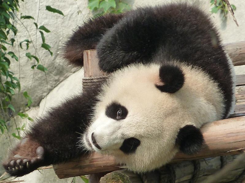 chengdu-panda8.jpg