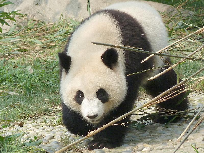 chengdu-panda9.jpg