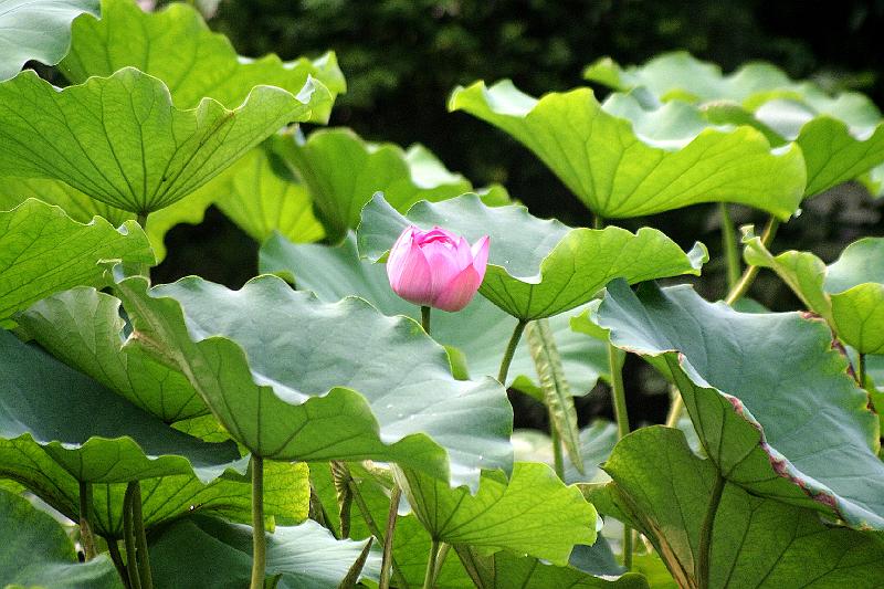 chengdu-peoples-park15.jpg