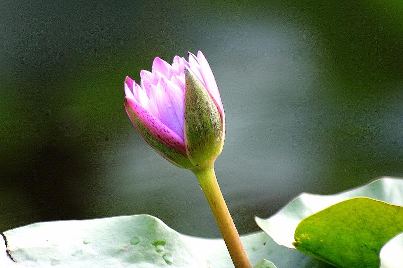 chengdu-peoples-park16.jpg