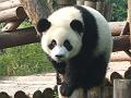 chengdu-panda1