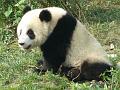 chengdu-panda2