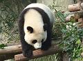 chengdu-panda4