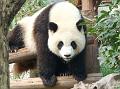 chengdu-panda5