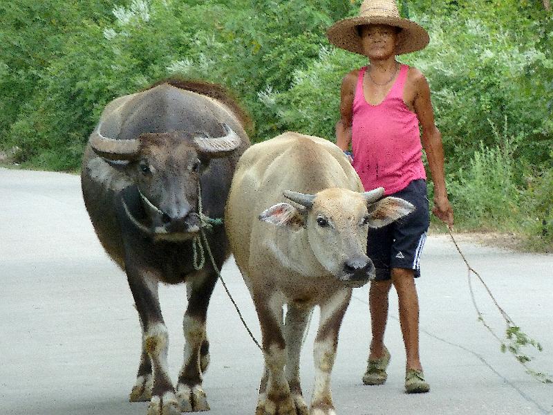 yangshuo11.jpg