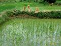 yangshuo-wandeling-yulong-river19