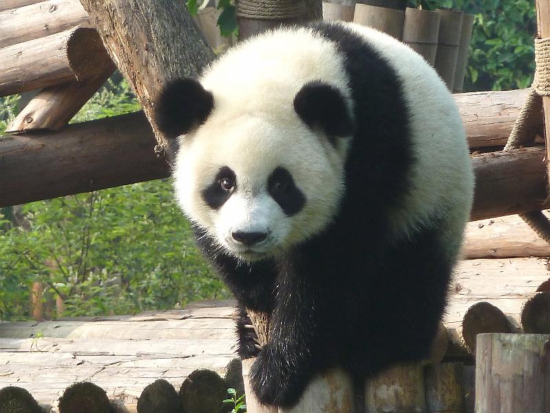 217-chengdu-panda1.jpg