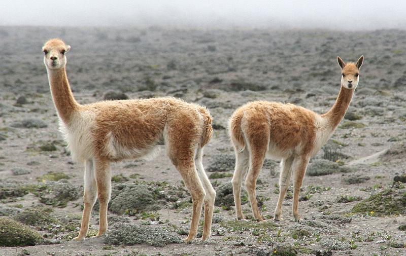 Chimborazo_vicunas_1.jpg