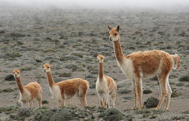 Chimborazo_vicunas_3.jpg