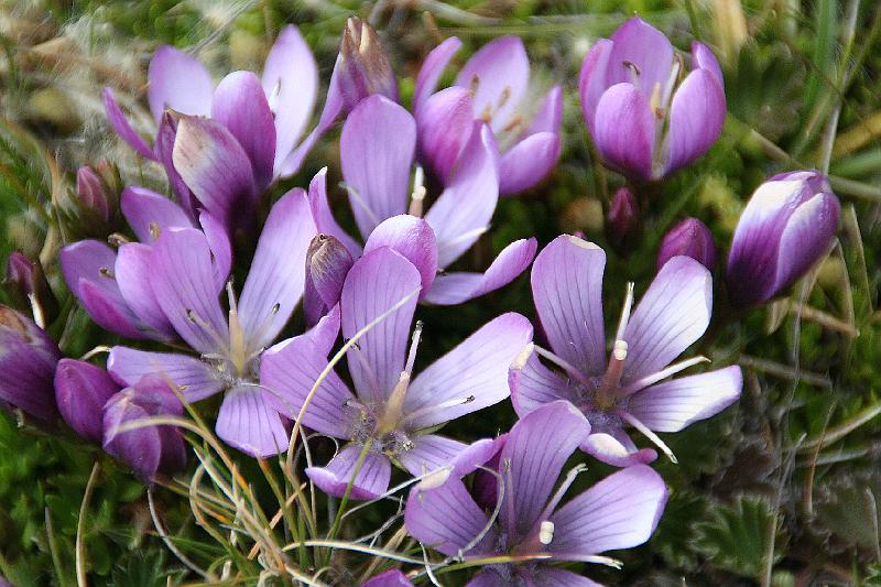 Cotopaxi_flowers.jpg