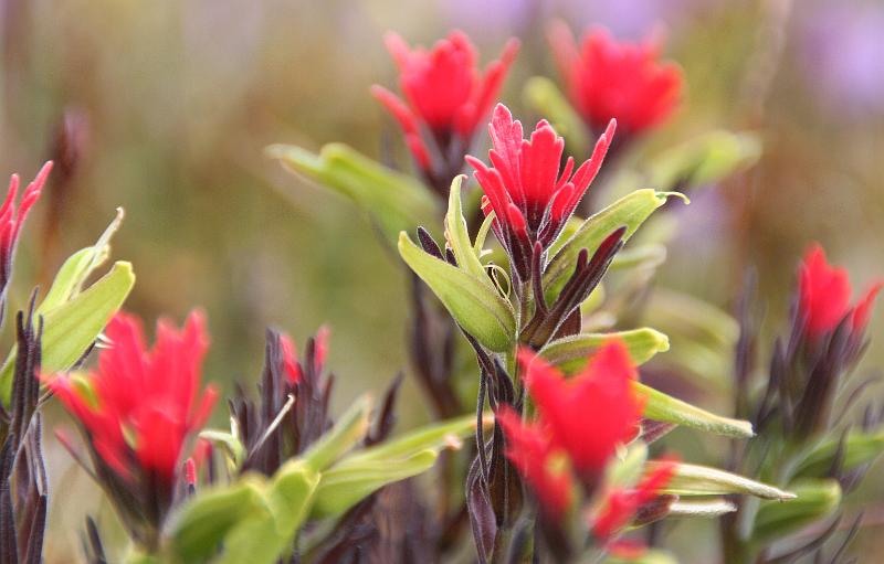 Cotopaxi_flowers_paintbrush_2.jpg