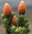 Cotopaxi_flowers_chuquiragua