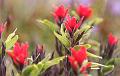 Cotopaxi_flowers_paintbrush_2