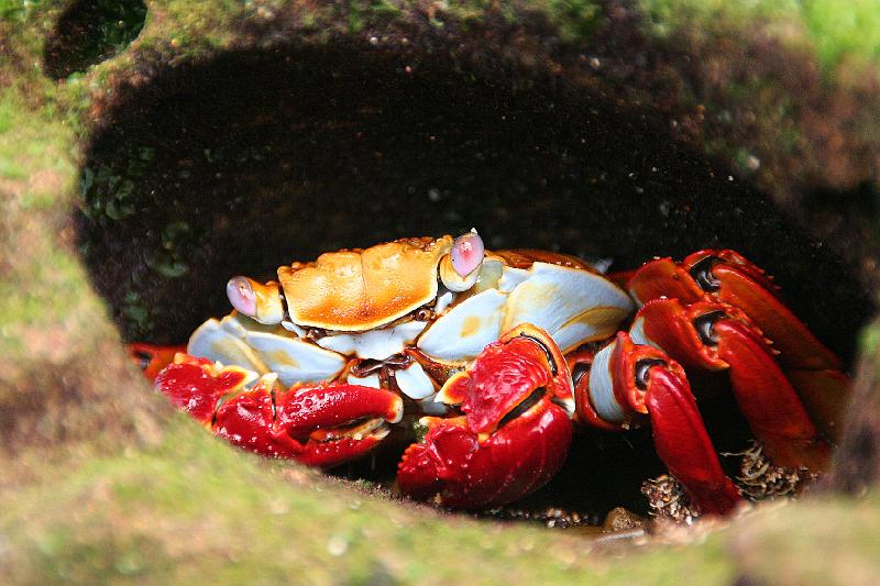 Bartolome_Sally_Light_Foot_Crab_1.jpg