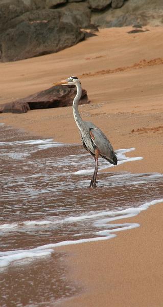 Bartolome_great_blue_heron.jpg