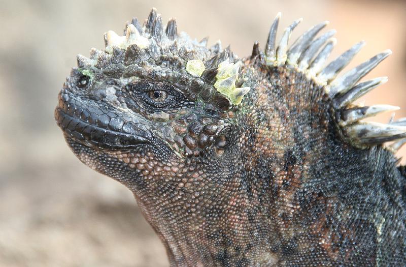 Bartolome_marine_iguana_1.jpg