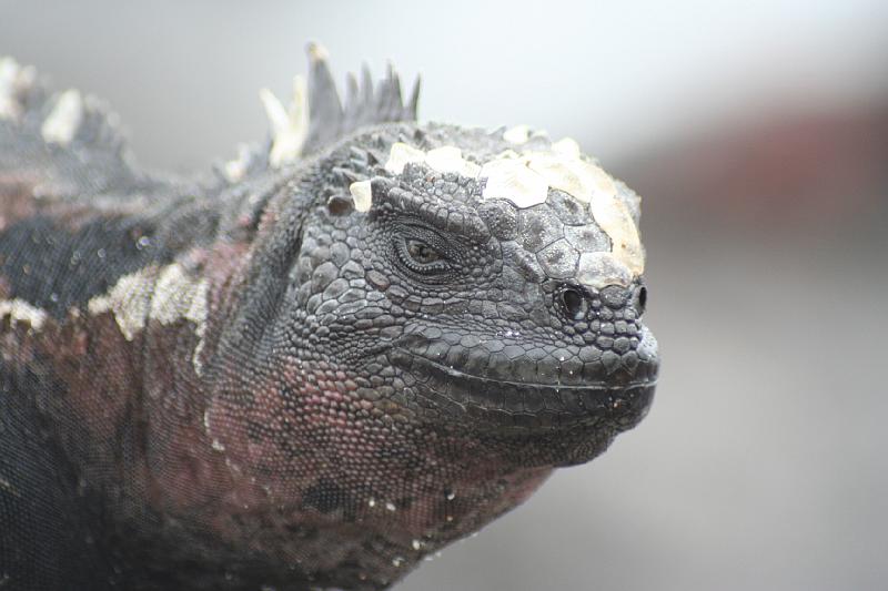 Espanola_Marine_Iguana_4.jpg