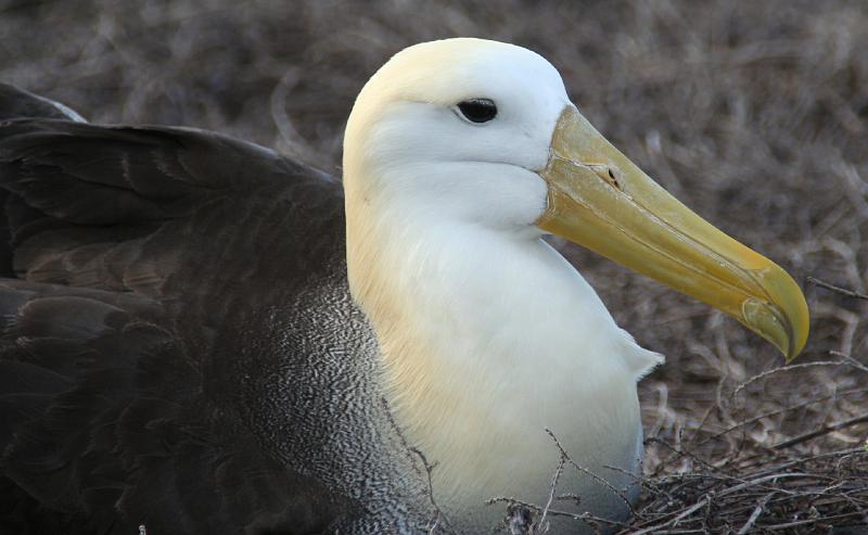 Espanola_Punta_Suarez_Albatros_1.jpg