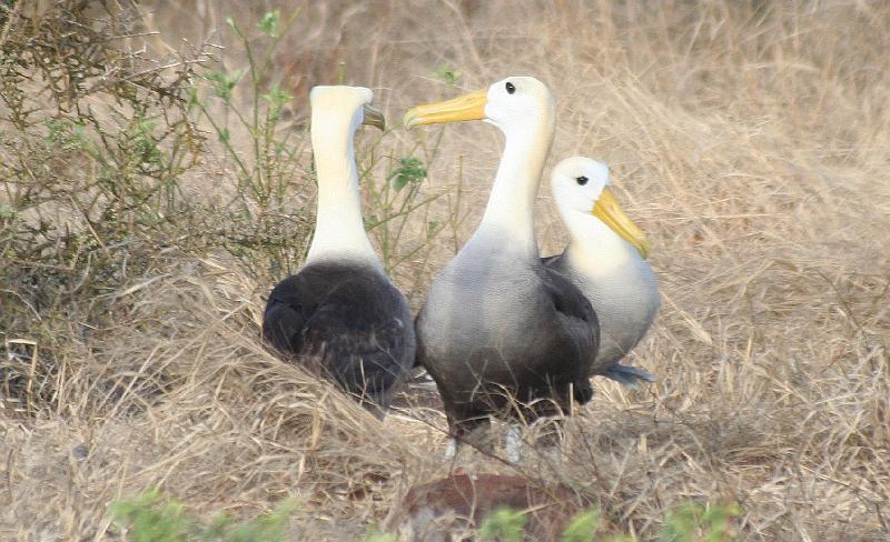 Espanola_Punta_Suarez_Albatros_4.jpg