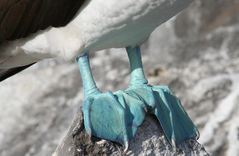 Espanola_Punta_Suarez_Blue_Footed_Booby_3.jpg