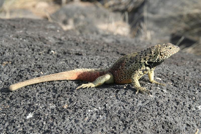 Espanola_Punta_Suarez_Lava_Lizard.jpg